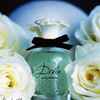 تصویر عطر ادکلن دلچه گابانا دلچه زنانه | Dolce Gabbana Dolce ادوپرفیوم ۷۵میل /عطر و گل